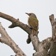 Grey headed Woodpecker - Hungary